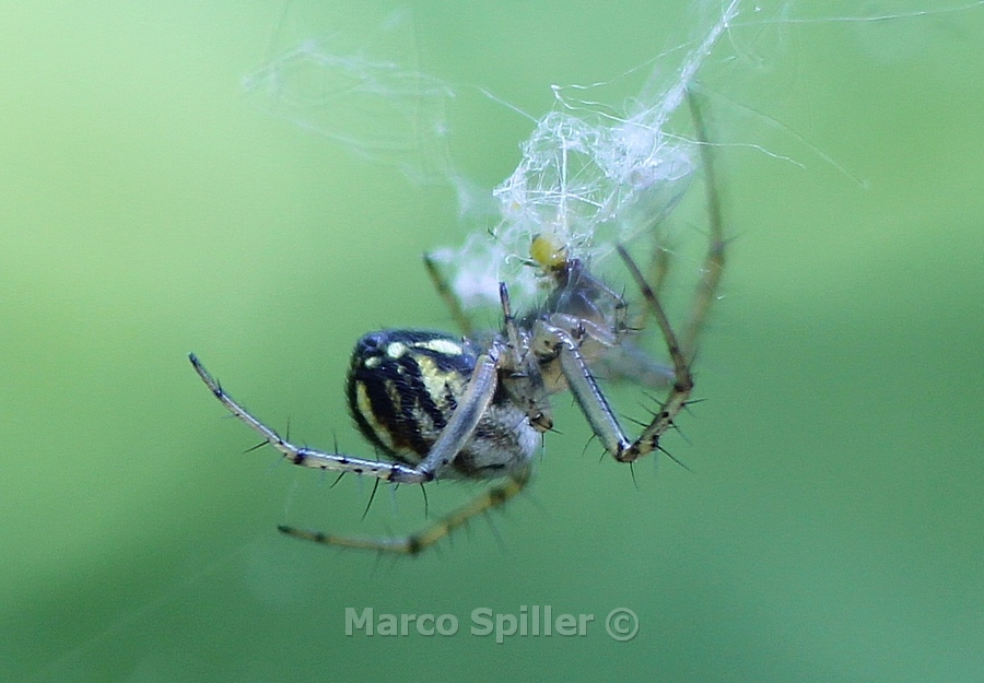 Mangora acalypha - Milano (MI)